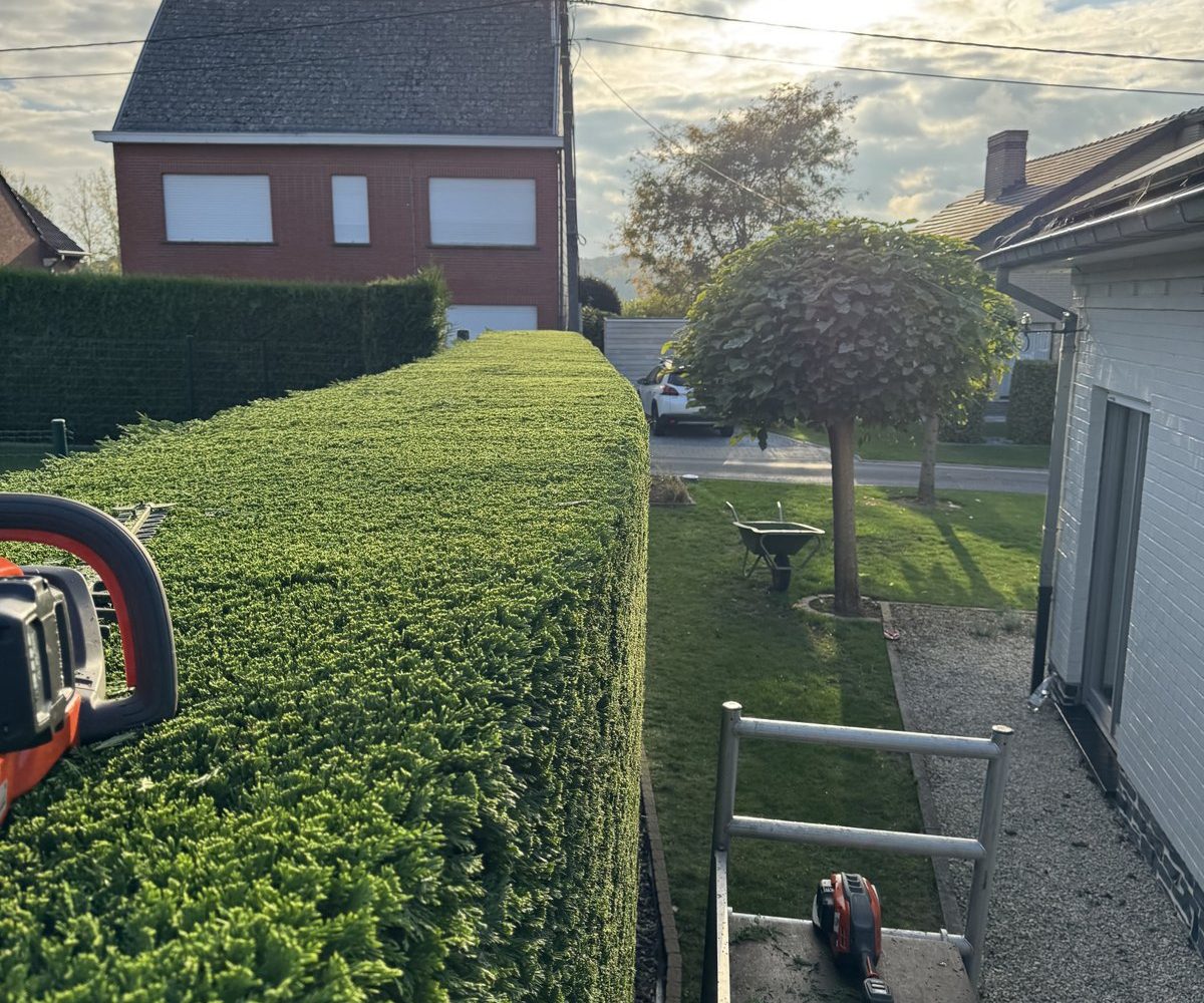 Op hoogte gesnoeide haag in de avondzon