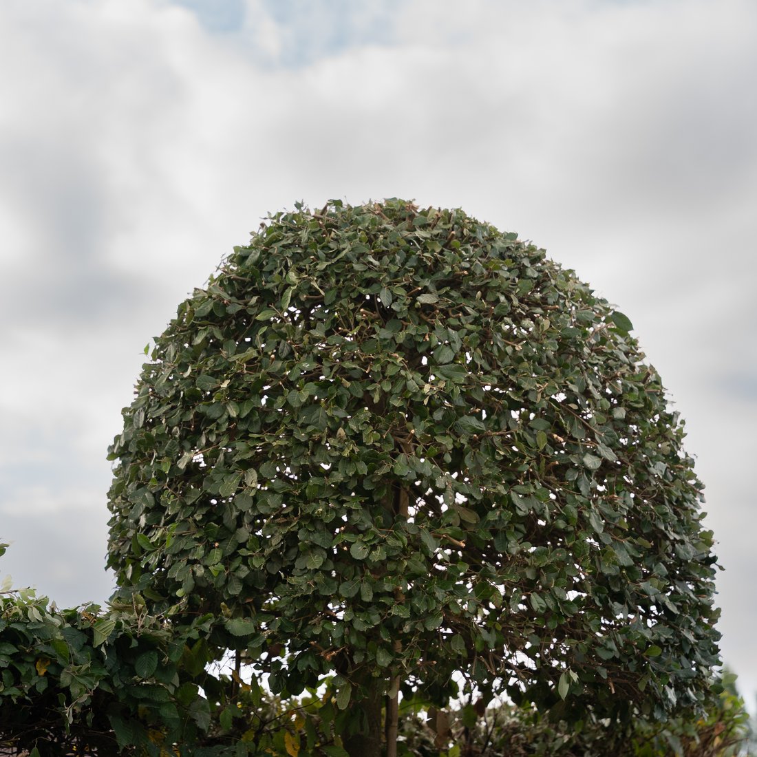 Strak gesnoeide bolboom