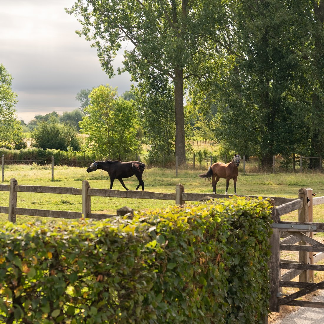 Paarden op de wei achter een pas geschoren haag